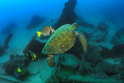 Desde los CABOS Buceo Scuba en Cabo