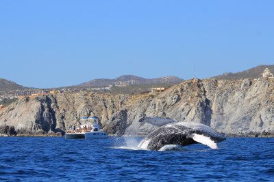 Desde los CABOS Avistamiento de Ballenas de Lujo