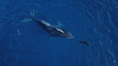 Desde Los CABOS Safari Fotográfico de Avistamiento de Ballenas