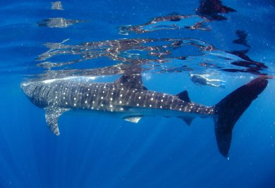 Desde los CABOS Encuentro con el Tiburón Ballena
