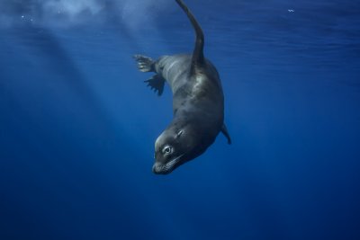 Desde los CABOS Safari Oceánico y Encuentro con Orcas
