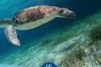 Cozumel Snorkel con Tortugas y El Cielo