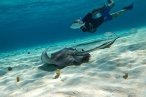 Cozumel Snorkel con Tortugas y El Cielo
