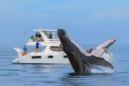 Desde los CABOS Avistamiento de Ballenas de Lujo