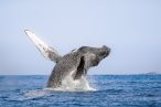 Desde los CABOS Avistamiento de Ballenas de Lujo