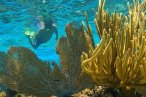 Cozumel Snorkel con Tortugas y El Cielo
