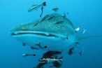 Encuentro con el Tiburón Ballena