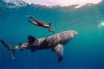 Encuentro con el Tiburón Ballena