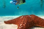 Cozumel Snorkel con Tortugas y El Cielo