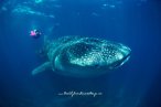 Encuentro con el Tiburón Ballena