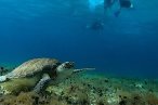Cozumel Snorkel con Tortugas y El Cielo