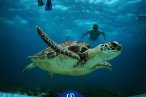 Cozumel Snorkel con Tortugas y El Cielo