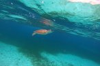 Cozumel Snorkel con Tortugas y El Cielo