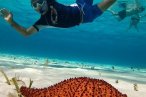 Cozumel Snorkel con Tortugas y El Cielo