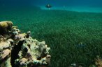 Cozumel Snorkel con Tortugas y El Cielo
