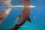 Encuentro con el Tiburón Ballena
