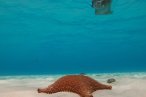 Cozumel Snorkel con Tortugas y El Cielo