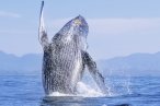 Desde los CABOS Avistamiento de Ballenas de Lujo