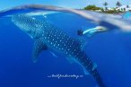 Encuentro con el Tiburón Ballena