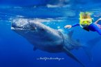 Encuentro con el Tiburón Ballena