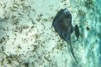 Cozumel Snorkel con Tortugas y El Cielo
