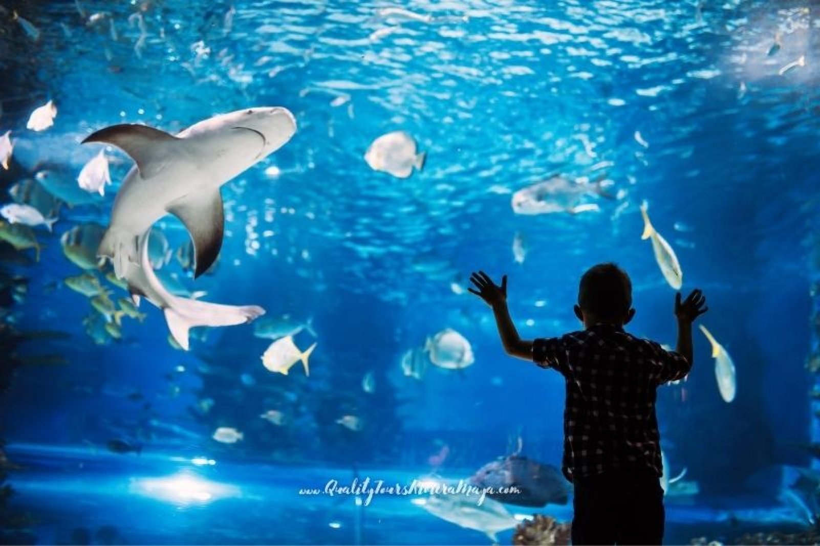 Acuario Interactivo Cancún