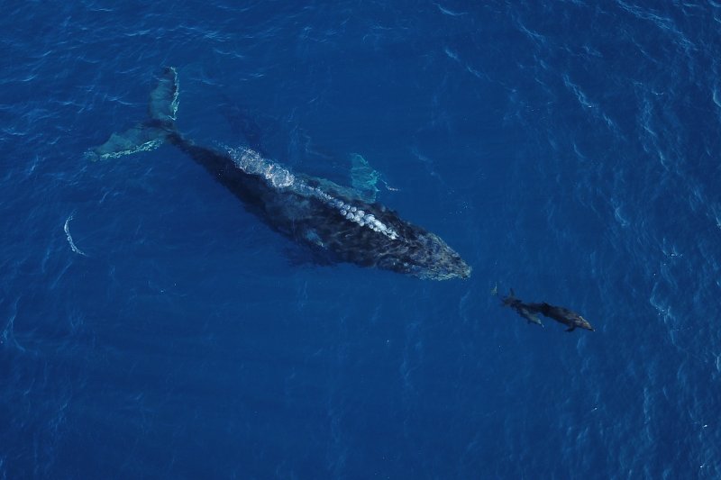 Desde Los CABOS Safari Fotográfico de Avistamiento de Ballenas