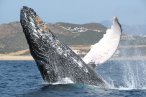 Desde Los CABOS Safari Fotográfico de Avistamiento de Ballenas