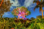 ☆ Disney: Animal Kingdom