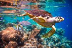 Desde los CABOS Expedición de Snorkel en Cabo Pulmo