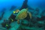 Desde los CABOS Buceo Scuba en Cabo