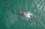 Desde Los CABOS Safari Fotográfico de Avistamiento de Ballenas