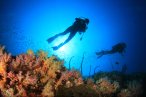 Desde los CABOS Buceo en Cabo Pulmo