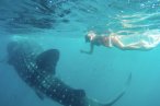 Desde los CABOS Encuentro con el Tiburón Ballena