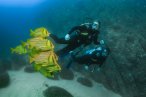 Desde los CABOS Buceo Scuba en Cabo