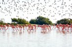 Las Coloradas y Rio Lagartos