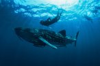 Desde los CABOS Encuentro con el Tiburón Ballena