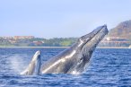Desde Los CABOS Safari Fotográfico de Avistamiento de Ballenas