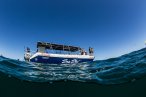 Desde los CABOS Encuentro con el Tiburón Ballena