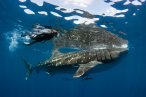 Desde los CABOS Encuentro con el Tiburón Ballena