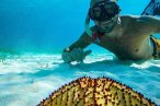 El Cielo Palancar y Colombia Snorkel en Lancha