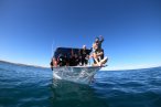 Desde los CABOS Safari Oceánico y Encuentro con Orcas