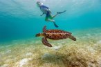 Tulum Tortugas & Cenotes