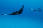 Desde los CABOS Safari Oceánico y Encuentro con Orcas