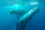 Desde Los CABOS Safari Fotográfico de Avistamiento de Ballenas