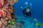 Desde los CABOS Buceo Scuba en Cabo