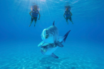 Desde los CABOS Cabo Dolphins