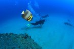Desde los CABOS Buceo en Cabo Pulmo
