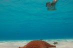 Cozumel Snorkel con Tortugas y El Cielo