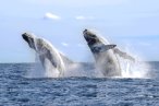 Desde Los CABOS Safari Fotográfico de Avistamiento de Ballenas